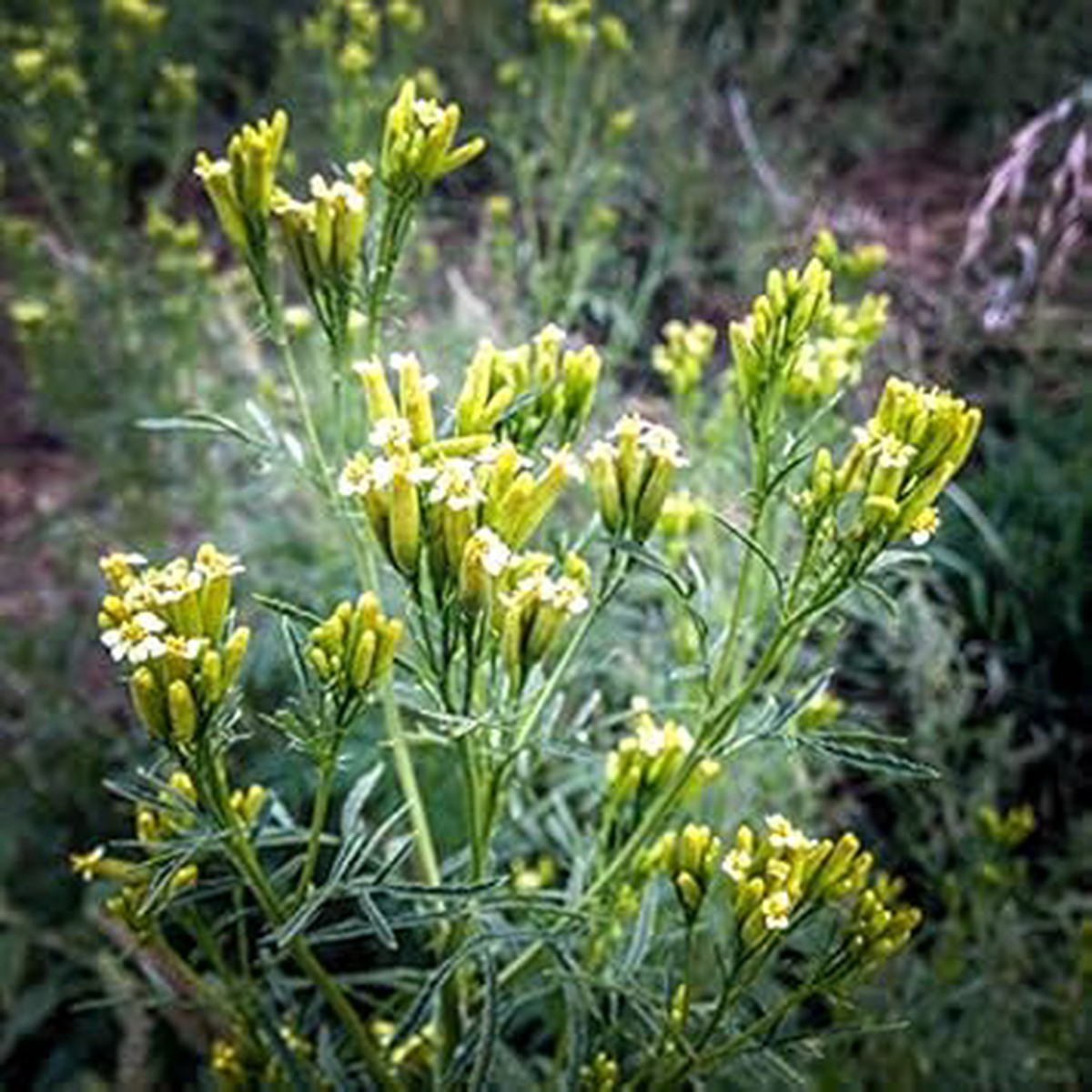 Yellow Tagetes Minuta Flower Seeds for Planting NON GMO Heirloom Seeds, High Germination, Organic Garden