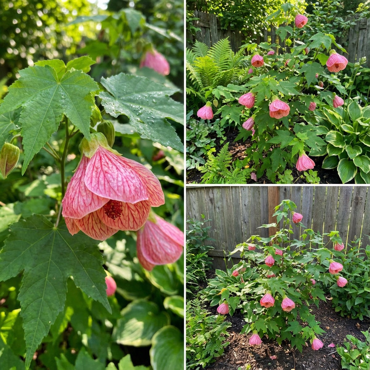 Abutilon Striatum Pink Flower Seeds for Planting