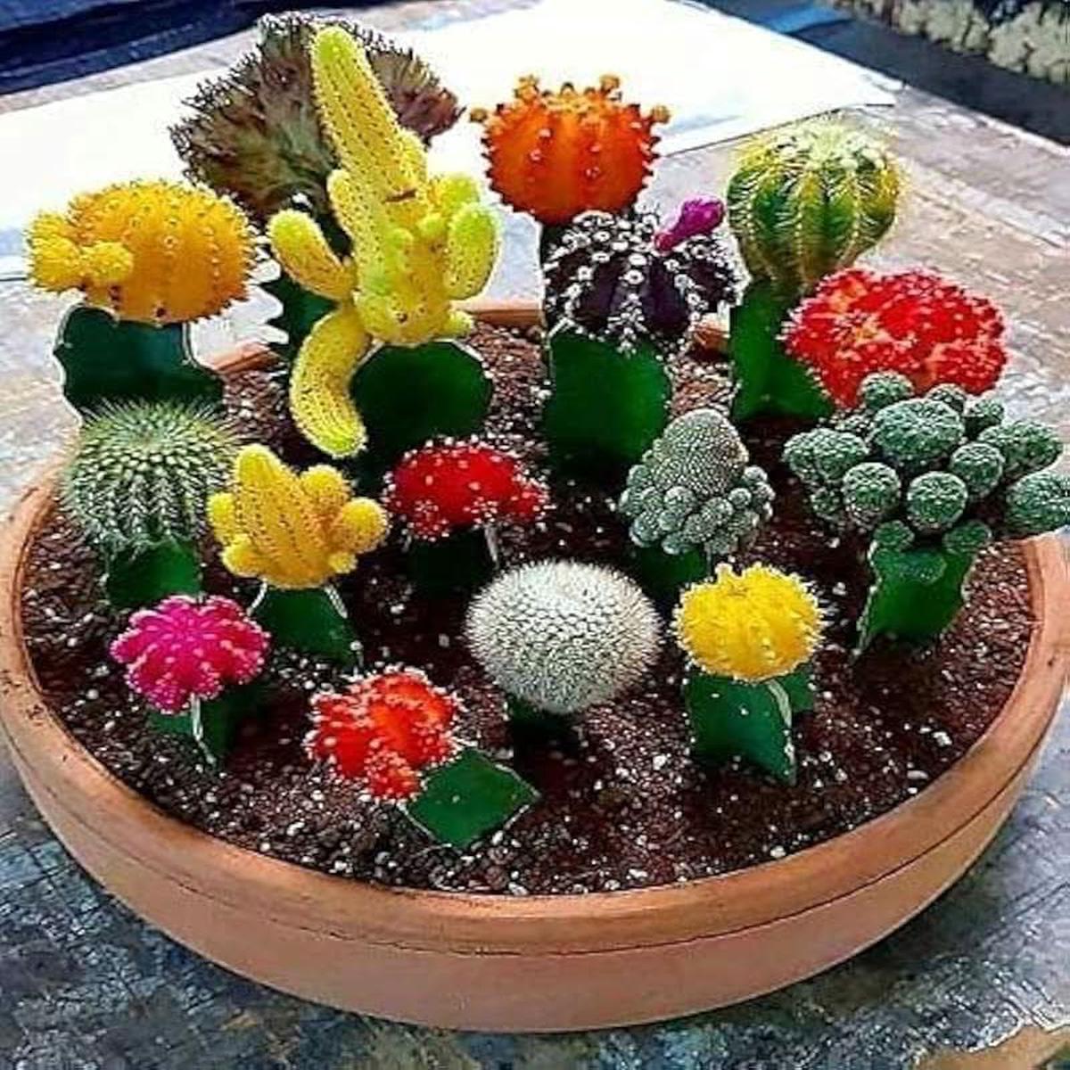 Mixed Cactus Cactaceae Succulent Seeds for Planting in indoor pots and decorative rock gardens
