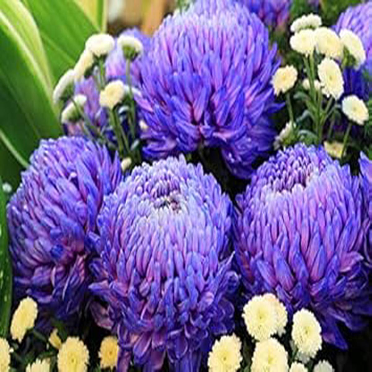 Organic Purple Blue Chrysanthemum Flower Seeds for Planting Heirloom, Non-GMO