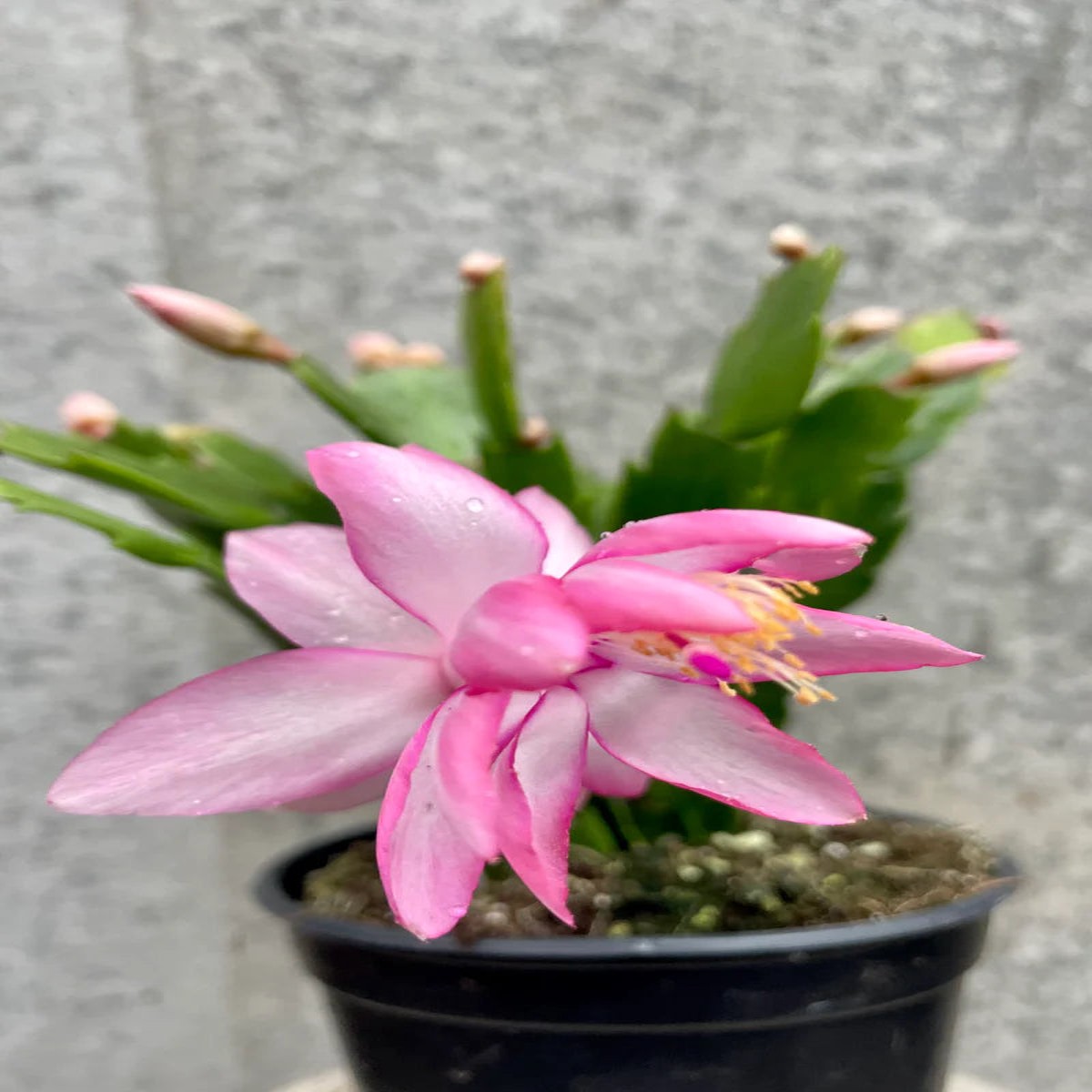 Pink Schlumbergera Flower Seeds for Planting Heirloom, Non-GMO, High Germination Organic Garden Seeds