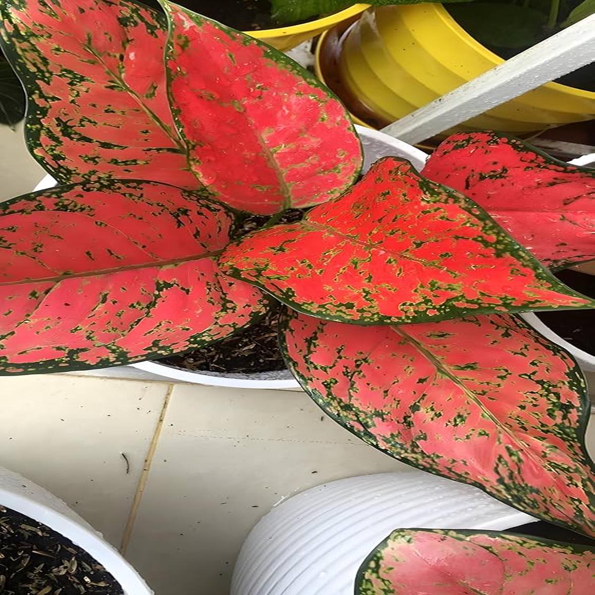 Red Aglaonema Seeds for Planting Heirloom, Non-GMO, High Germination