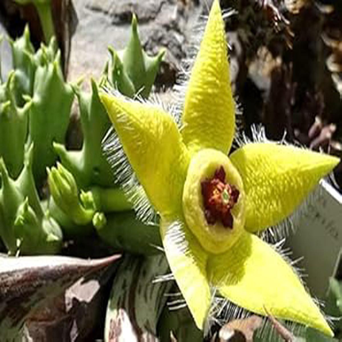 Stapelia Pulchella Flower Seeds - 100 pcs