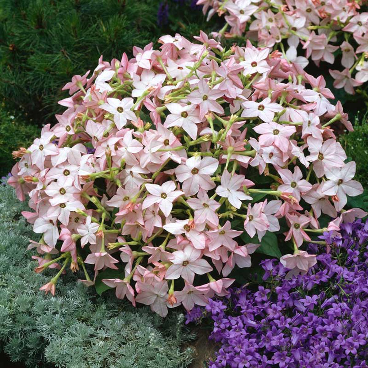 Tobacco Seeds - Saratoga Appleblossom