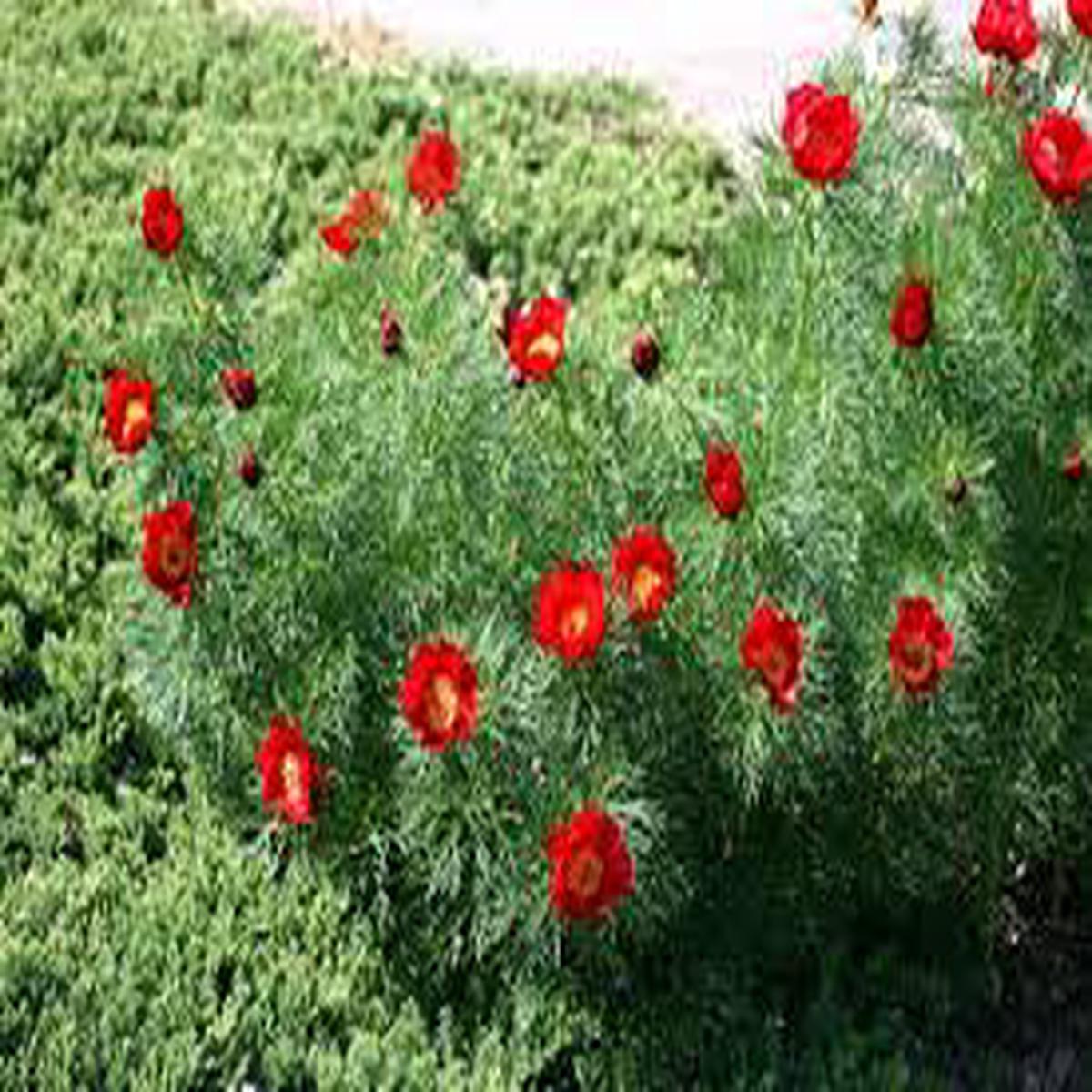 Double Flowering Fernleaf Peony Seeds for Planting - Premium Perennial Seeds