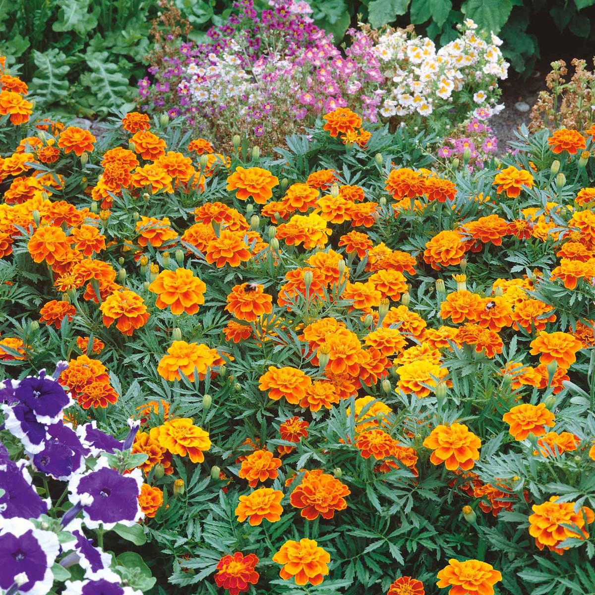 French Marigold Seeds - Queen Sophia