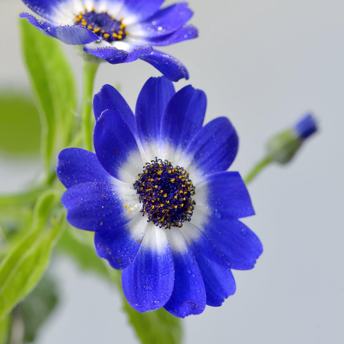 Heirloom Blue Cineraria Flower Seeds for Planting, Non-GMO