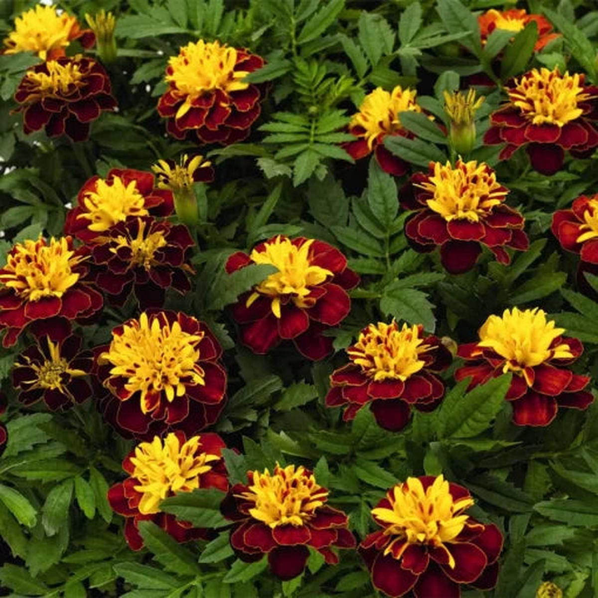 Spry Marigold Seeds | Super Hero Red-Gold Marigold Variety Heirloom, Non-GMO, High Germination Organic Garden Seeds