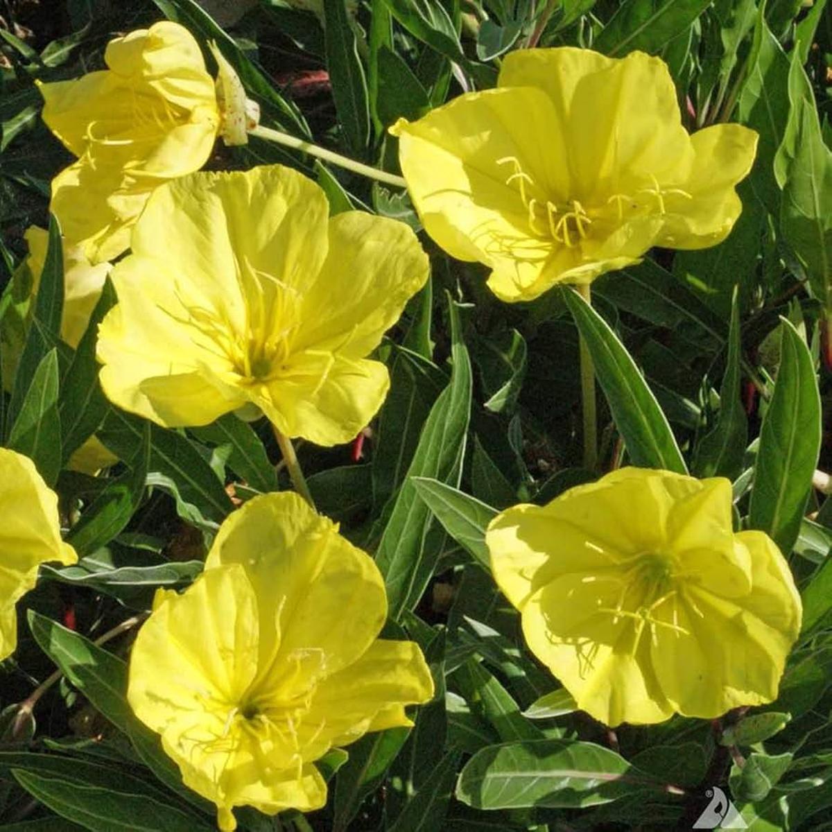 Tall Evening Primrose Seeds pcs Golden-Yellow Beauty