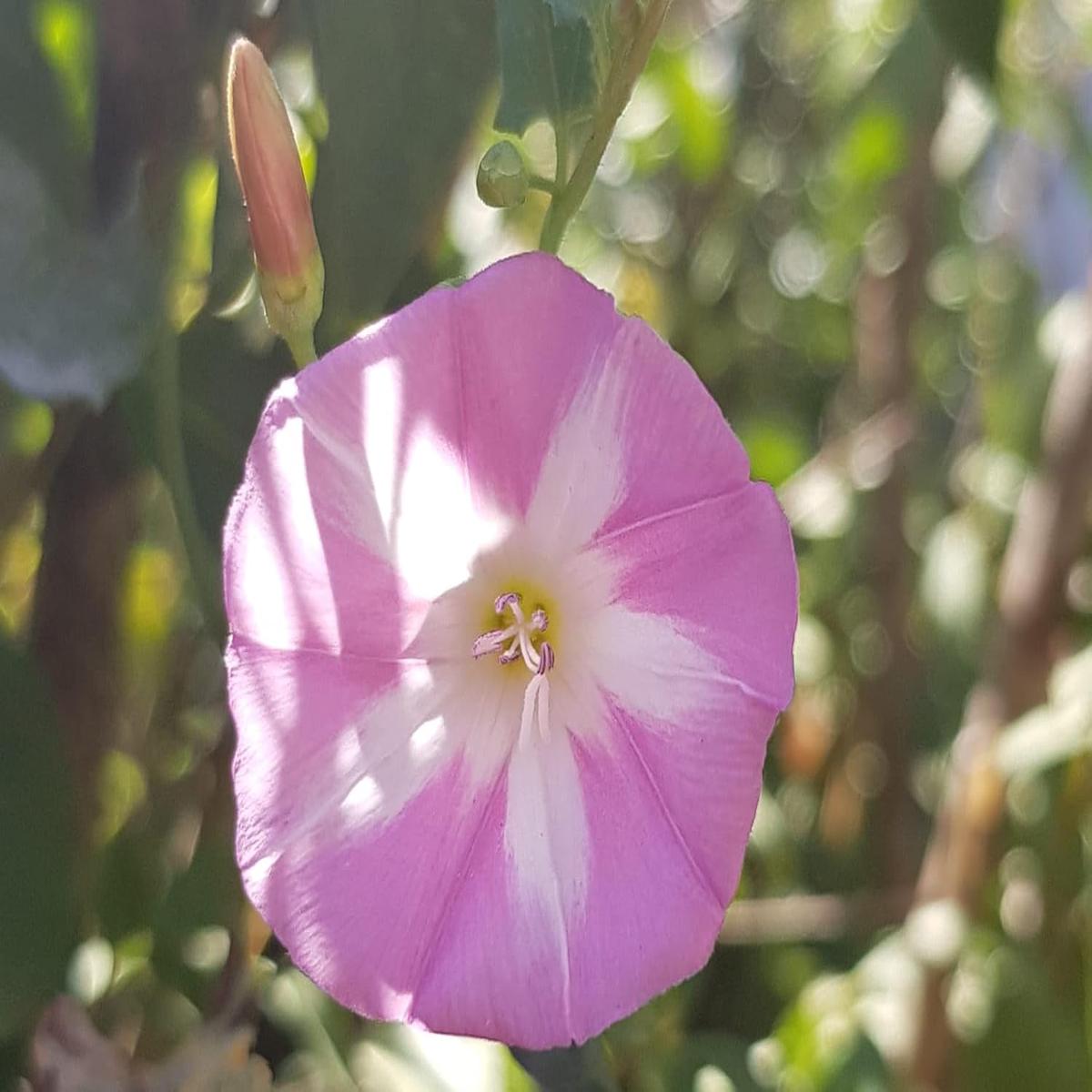 Ackerwinde Flower Seeds Heirloom Non-GMO Morning Glory Seeds for Colorful Climbing Gardens