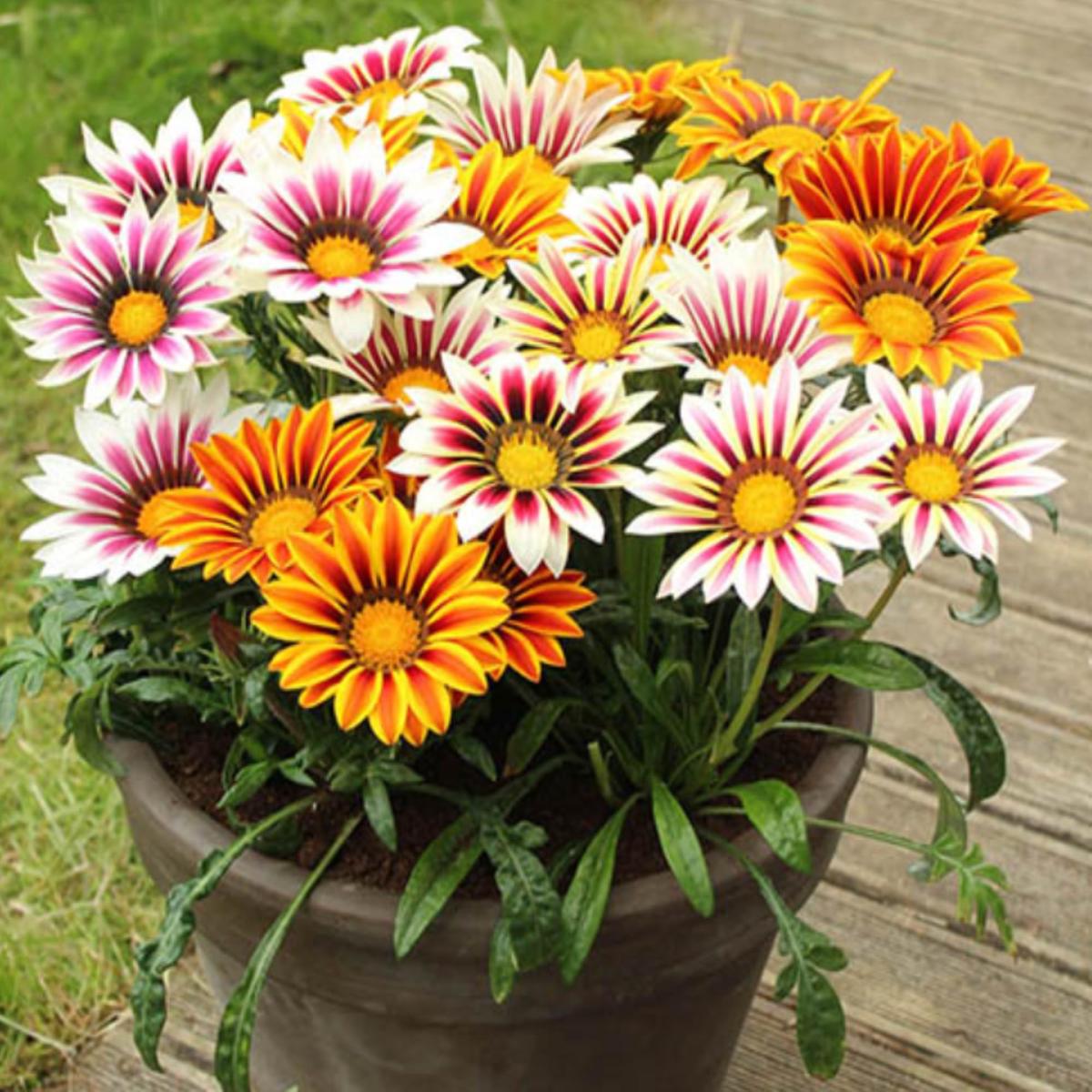 Africa Gazania Gazania rigens Sunflower Seeds for Planting in Flower Bed and Garden