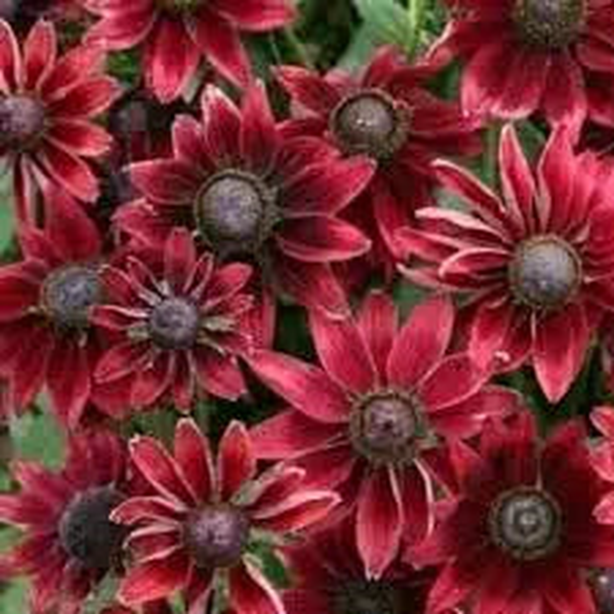 Cherry Brandy Rudbeckia Seeds for Planting flower bed