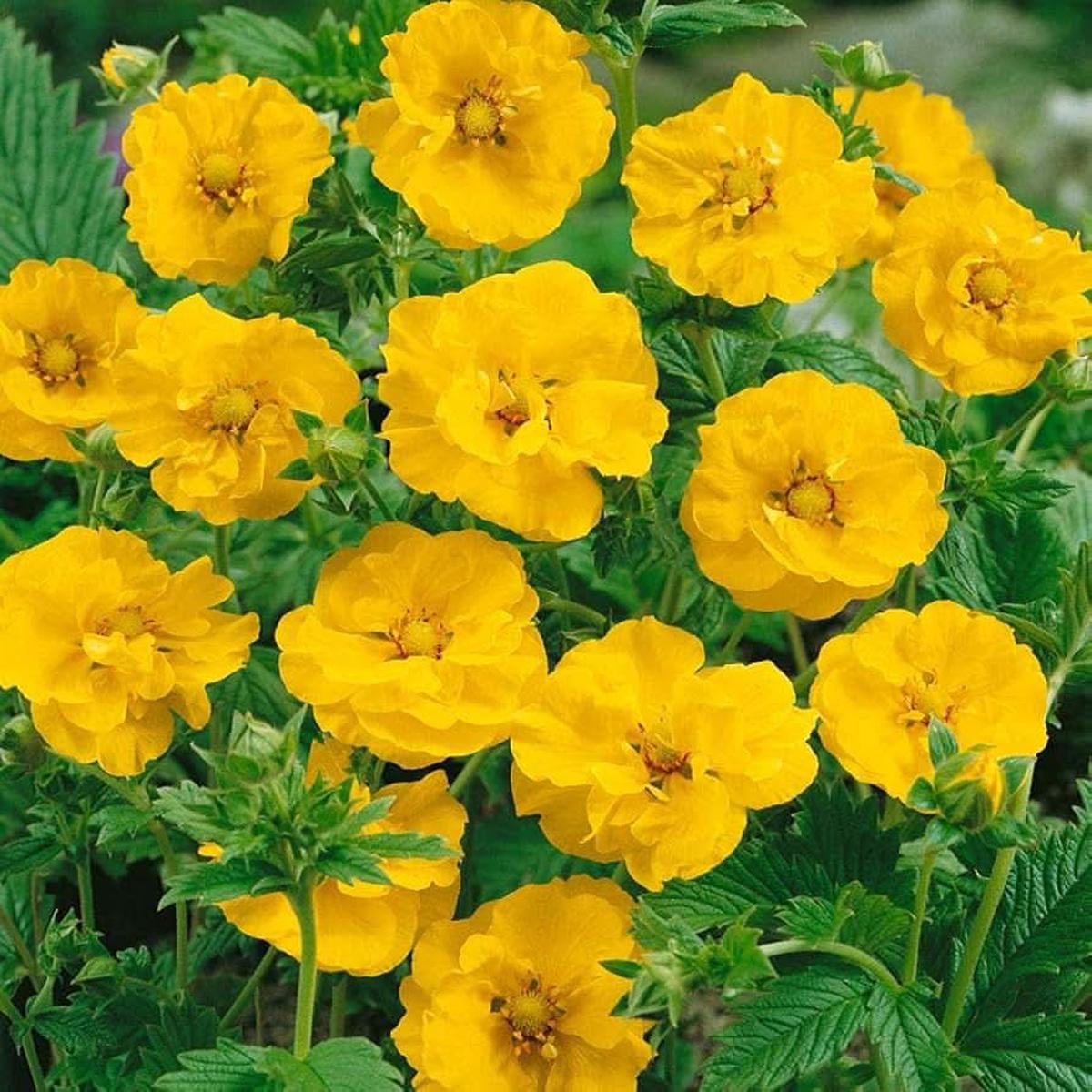 Geum Chiloense Lady Strathden Flower Seeds for Bright Yellow Border Planting