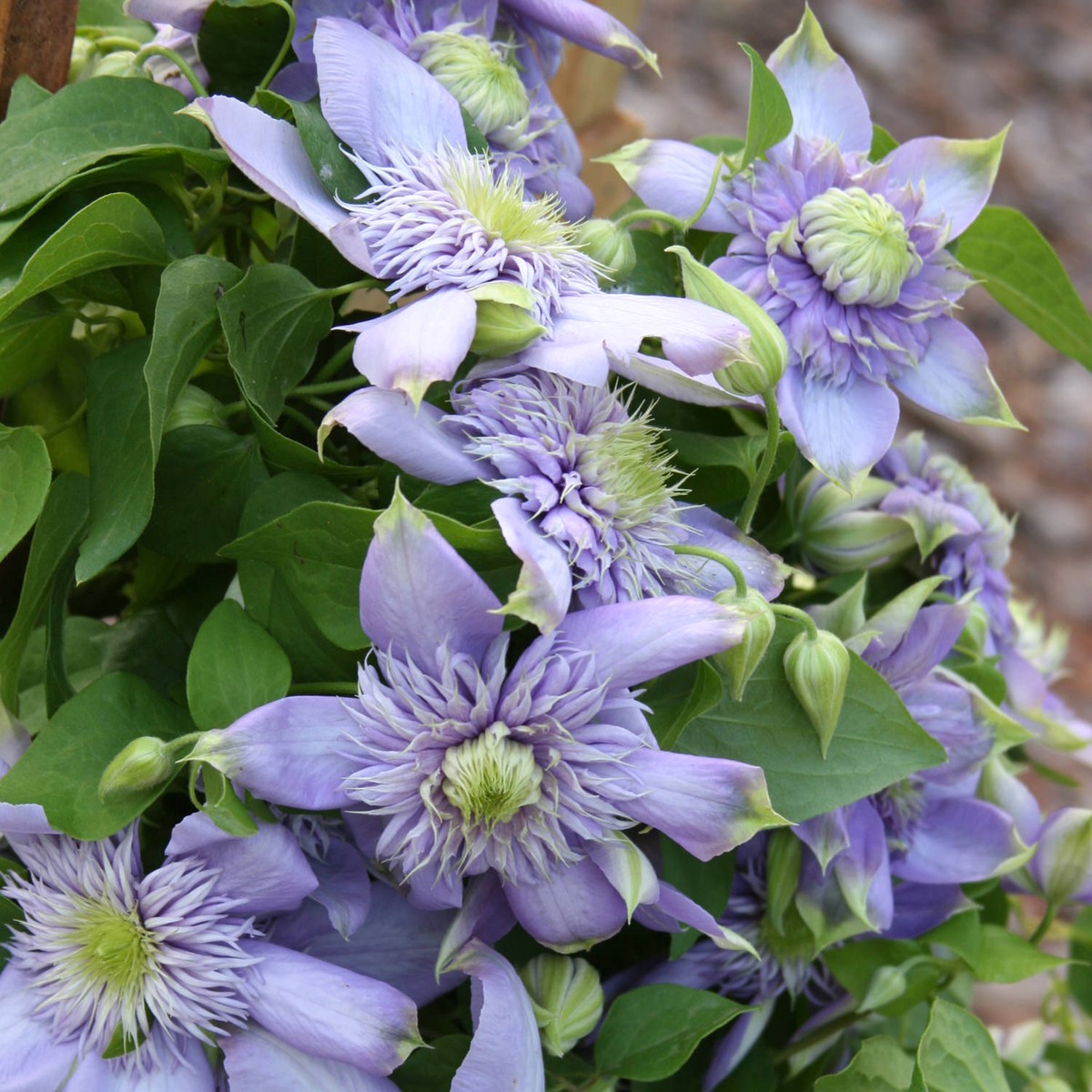 Heirloom Non-GMO Light Blue Clematis Flower Seeds for Planting Vibrant Climbing Vine Seeds