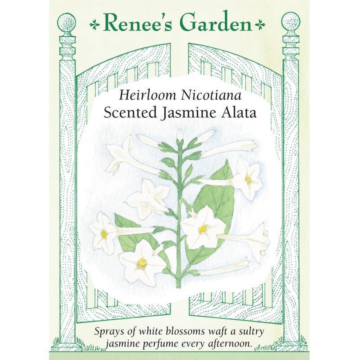 Jasmine Alata Scented Nicotiana Flower Seeds