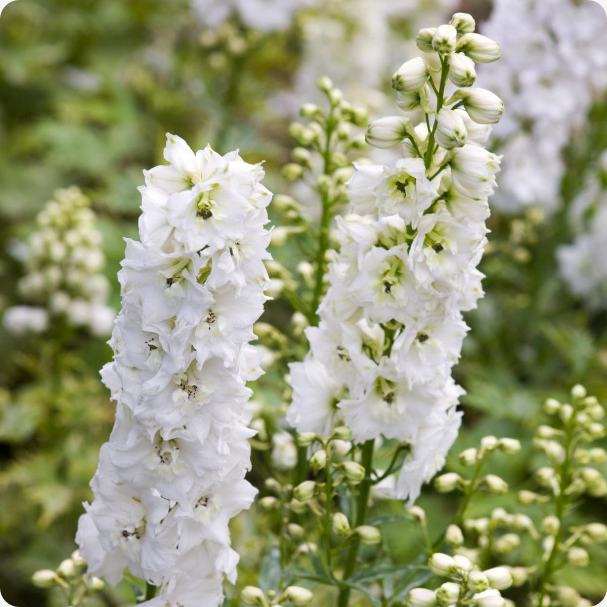 Larkspur Seeds - White Spire