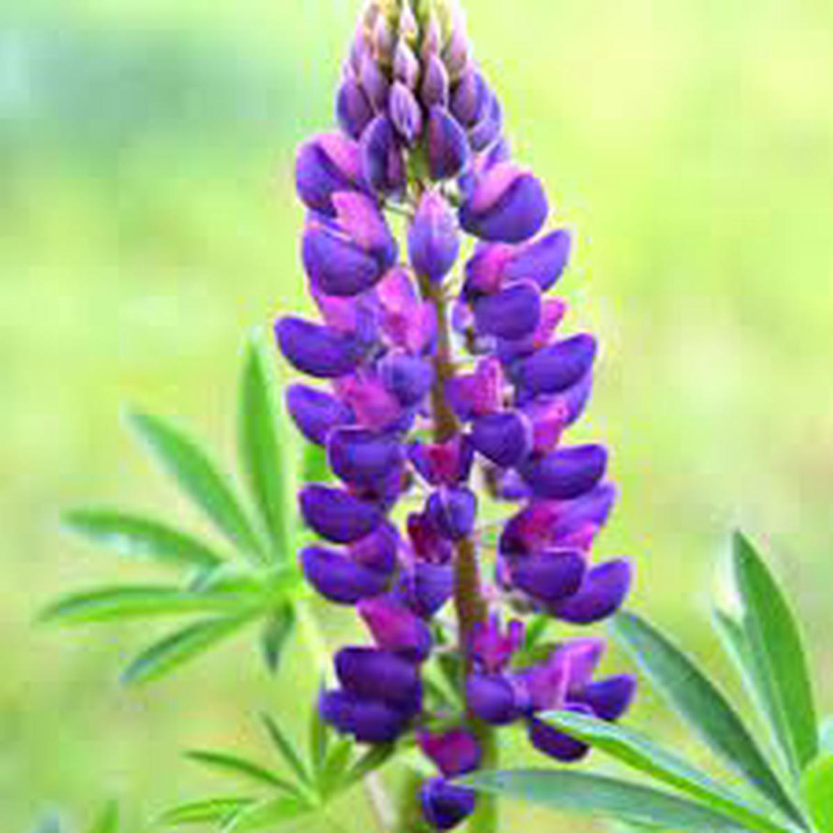 Lupine Flower seeds for Planting - Wildflower Mix, Heirloom & GMO Free Seeds for Home Garden