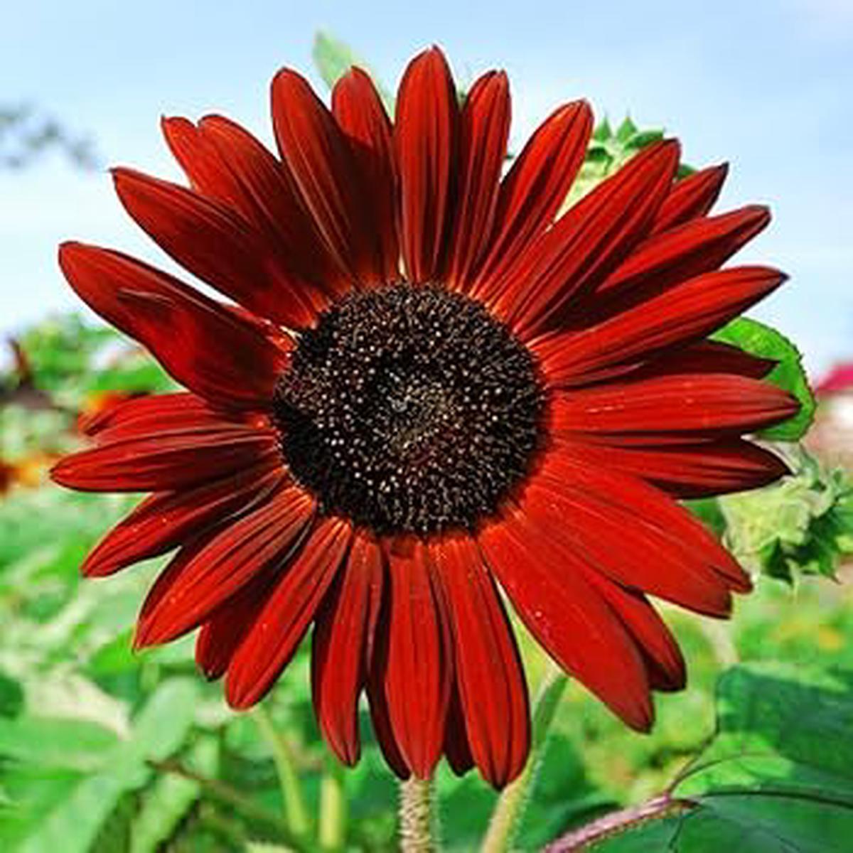 Maroon Sunflower Seeds for Planting Grow Vibrant Flowers