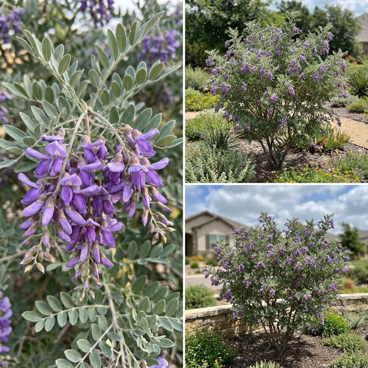 Mescal Bean Seeds for Planting - Texas Mountain Laurel