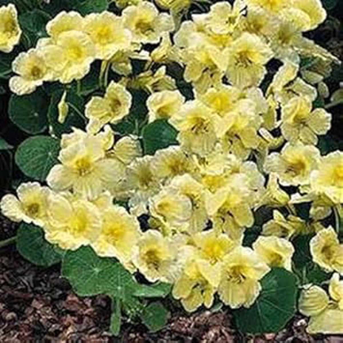 Organic Yellow White Milkmaid Flower Seeds for Planting Heirloom, Non-GMO