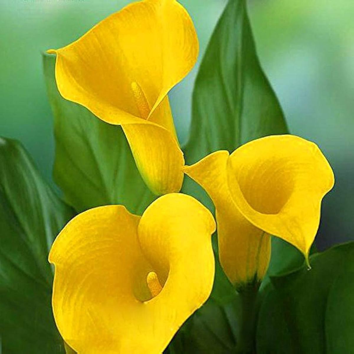 Yellow Calla Seeds for Planting Organic, Heirloom, Non-GMO, High Germination Organic Garden Seeds