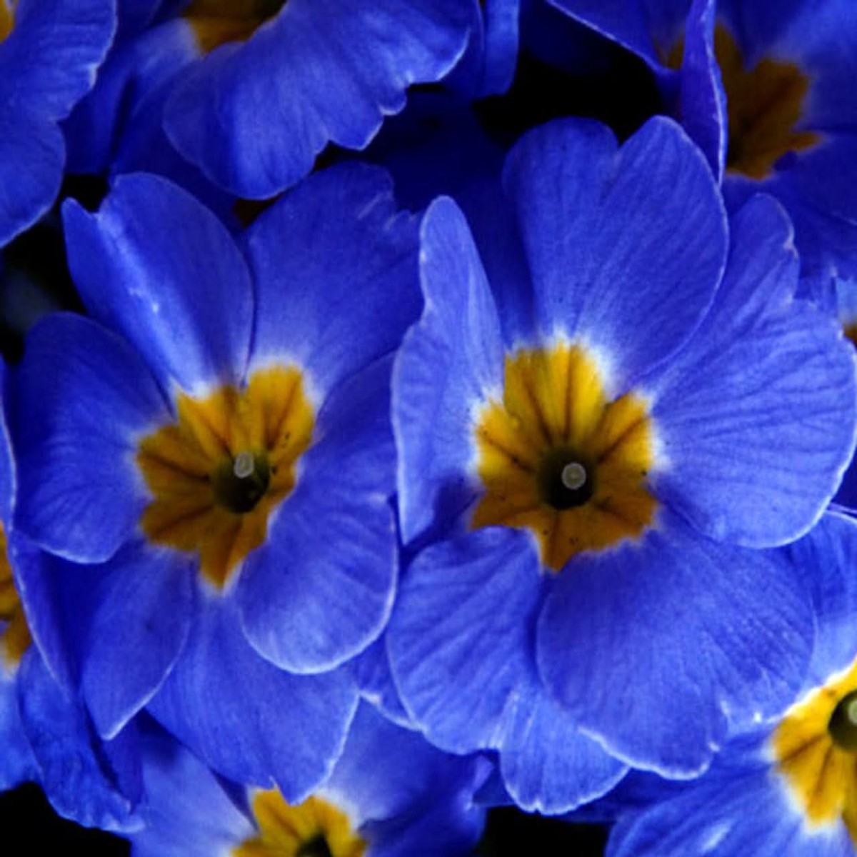 Blue Evening Primrose Flower Seeds for Planting Fragrant Garden Blooms