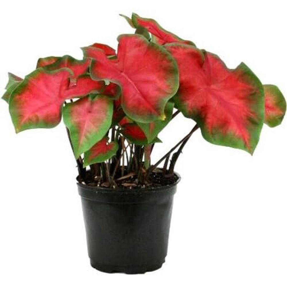 Caladium Flower