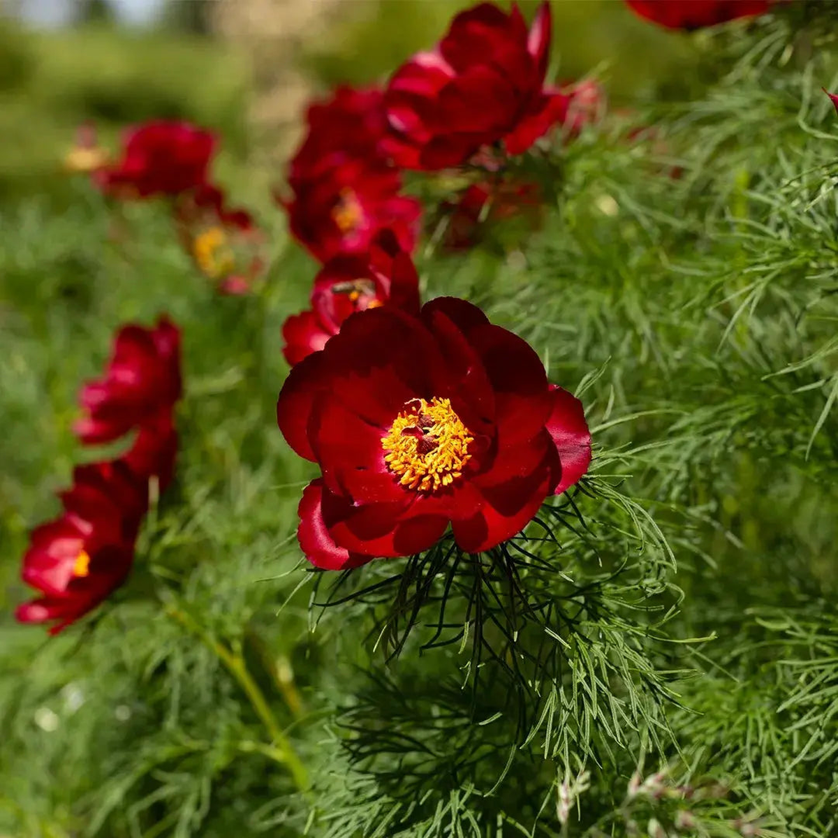 Double Flowering Fernleaf Peony Seeds for Planting heirloom & Non-GMO Seeds