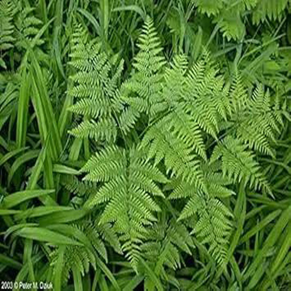 Fern Bracken Plant Seeds for Planting heirloom & Non-GMO Seeds