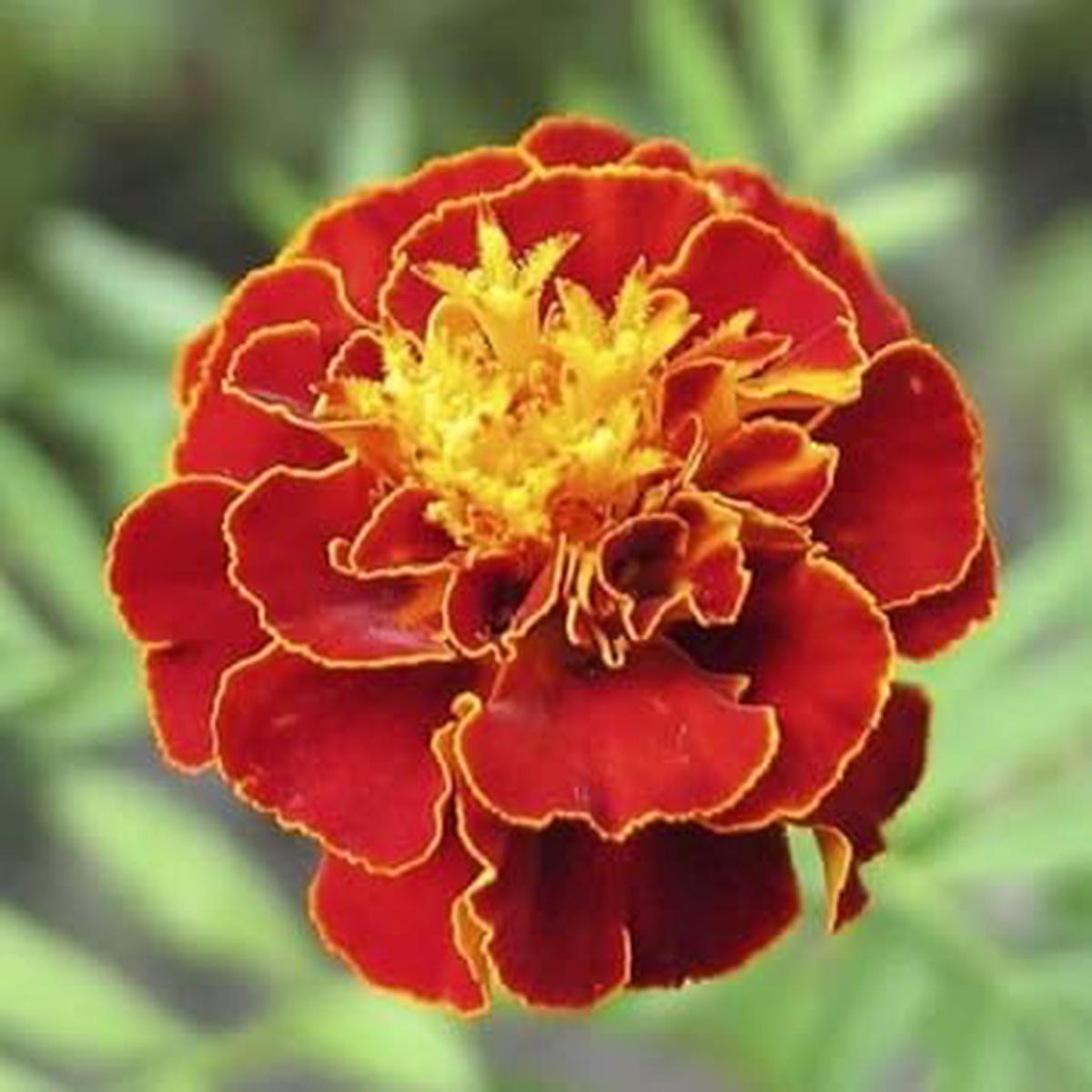 Multi-Colored Marigold Seeds for Planting  Organic Heirloom Non-GMO Flower Seeds