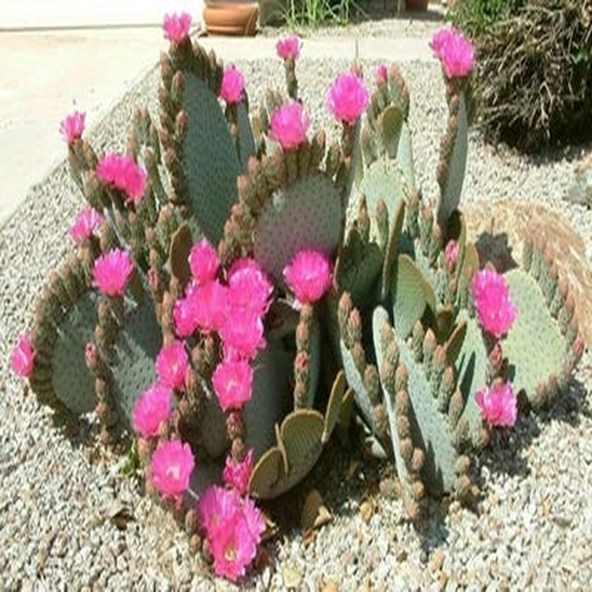 Opuntia basilaris Beavertail Cactus Seeds for Planting Heirloom, Non-GMO