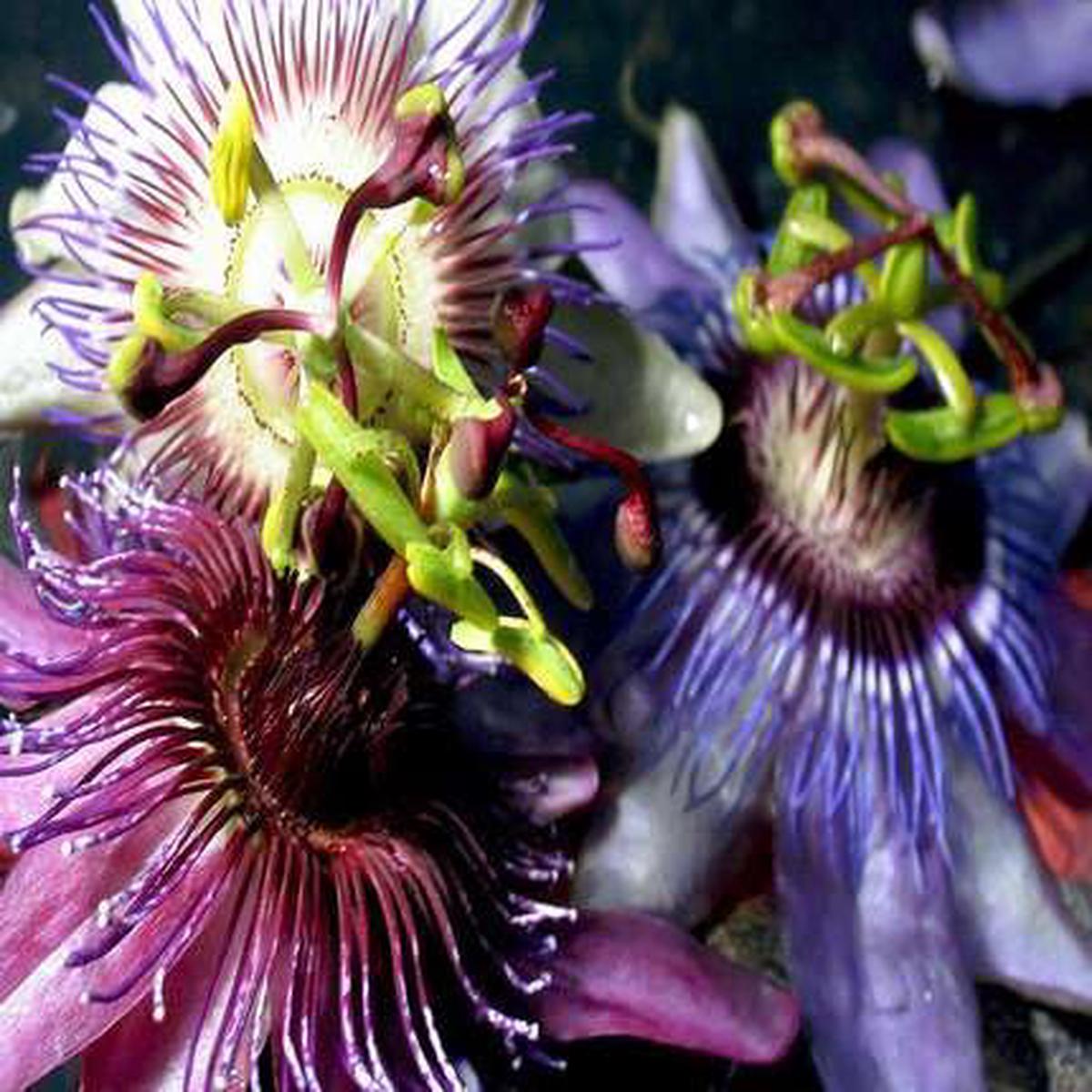 Passiflora Mixed Flower