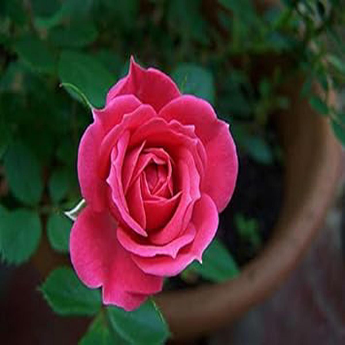 Pink Miniature Rose Seeds Heirloom Non-GMO High Germination Seeds for Planting