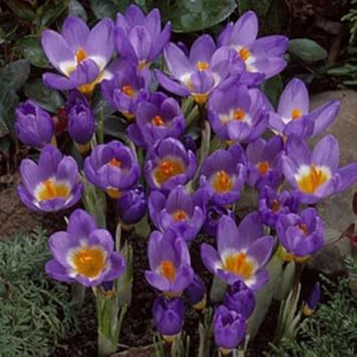 Violet Yellow Crocus Flower Seeds for Planting | Heirloom Non-GMO High Germination