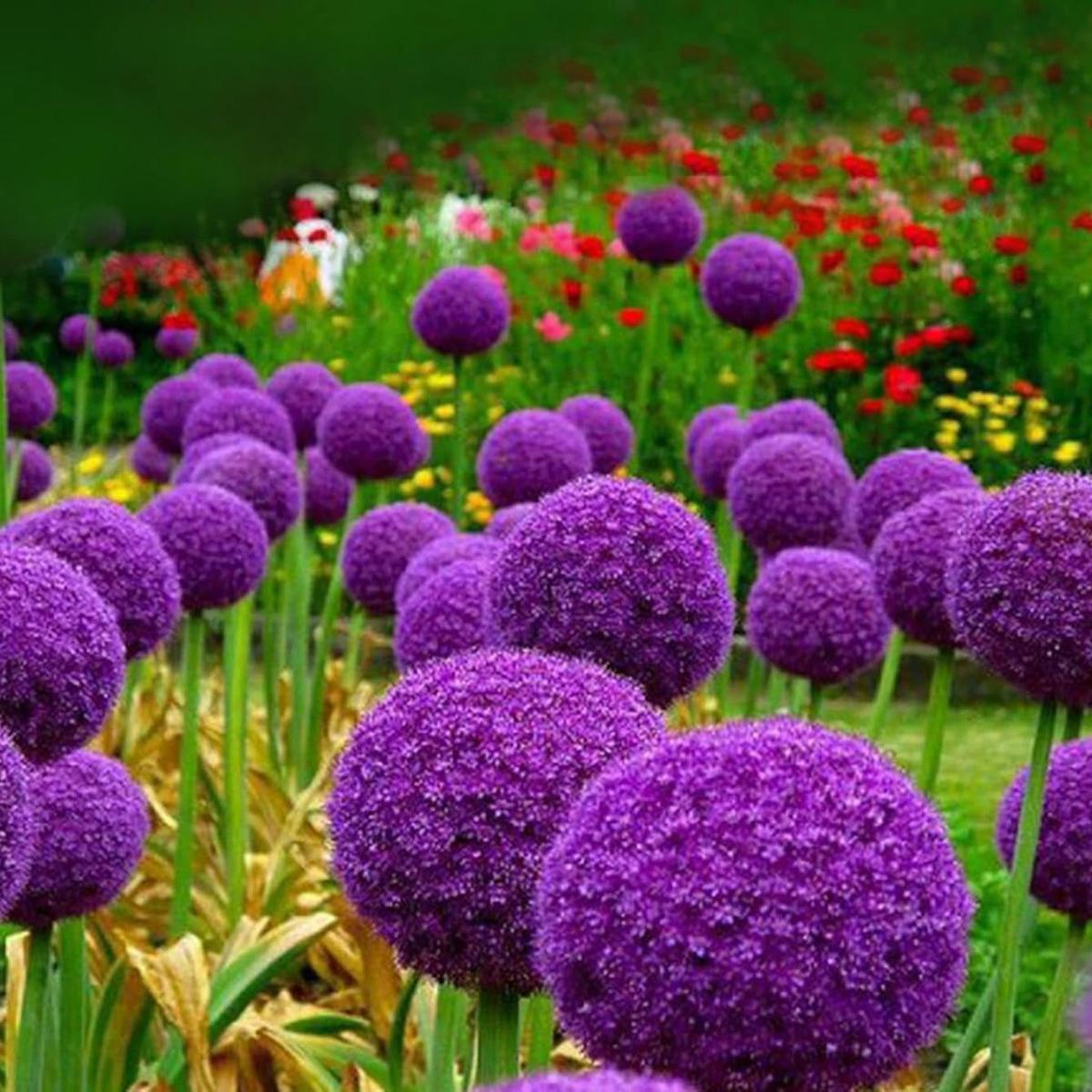 Allium Giganteum Flower Seeds for Planting Heirloom, Non-GMO, Pollinator-Friendly, Perennial