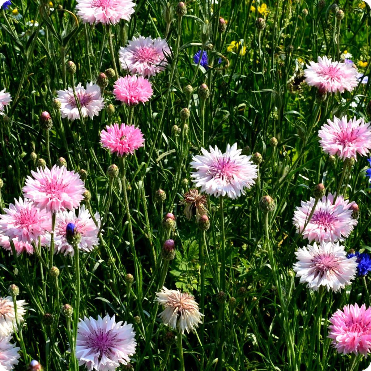 Bachelor's Button Seeds - Classic Romantic