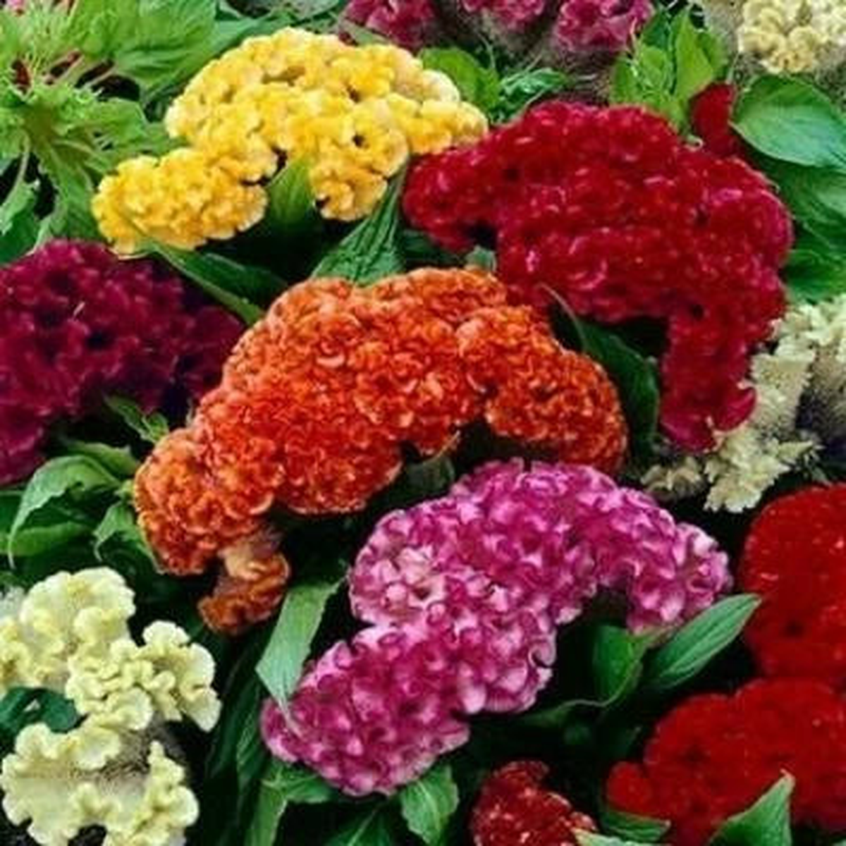 Celosia CRISTATA Mixed Cockscomb Dried Flowers Cutflowers Non-GMO Heirloom