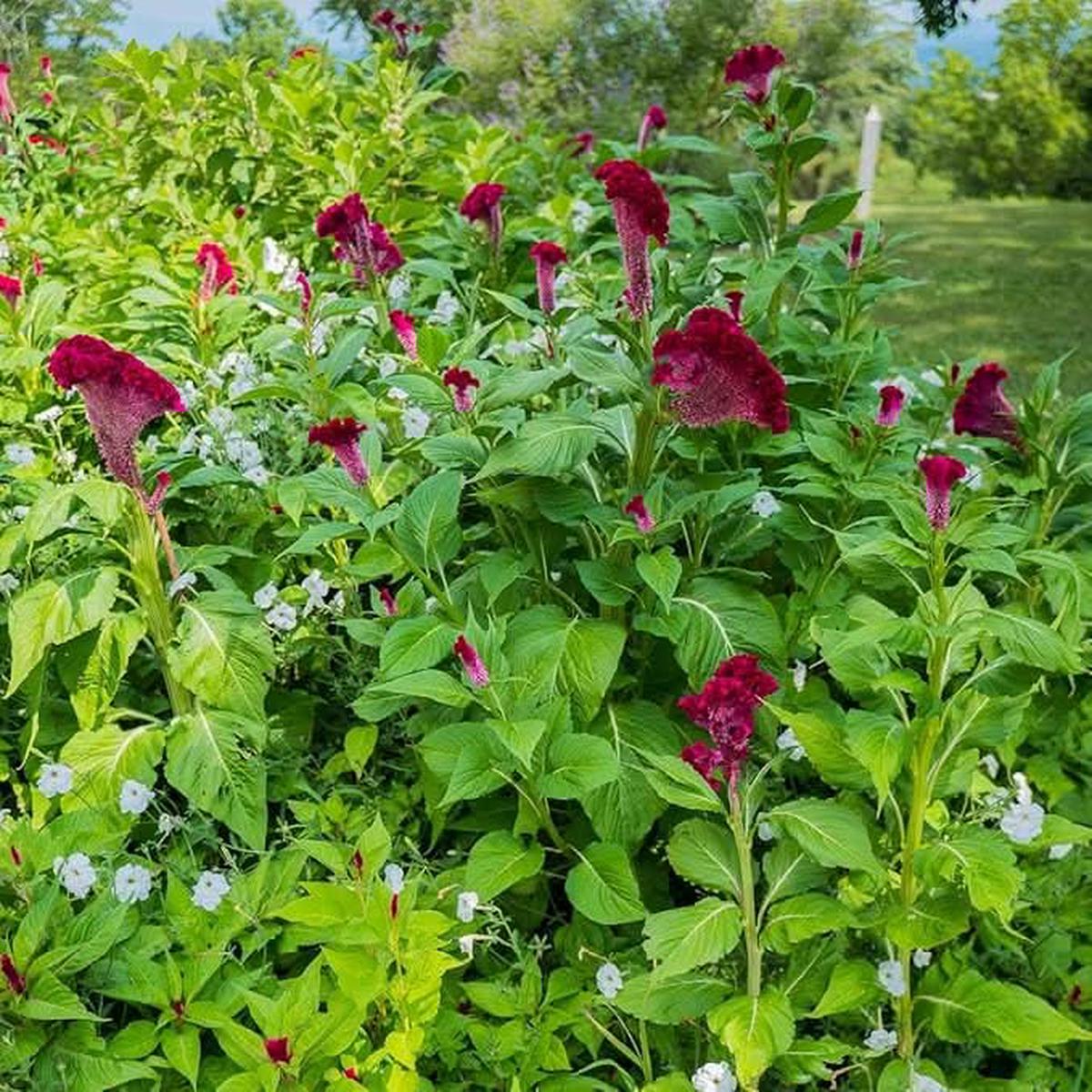 Chinese Pteris Pinnate Cockscomb Celosia Spicata Flower Seeds for Home Garden Planting, Decorative