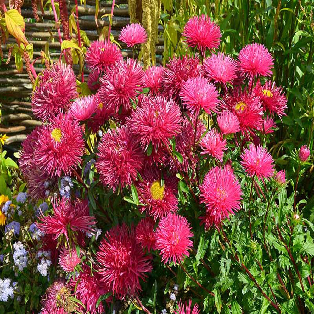 Dark Pink Aster Callistephus Flower Seeds for Planting - Heirloom, Non-GMO, High Germination