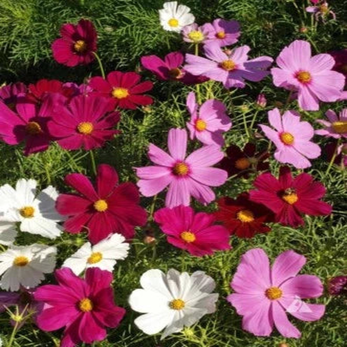 Dwarf Cosmos Seed Mix, Short & Compact, Colorful, Pollinators Heirloom, Non-GMO