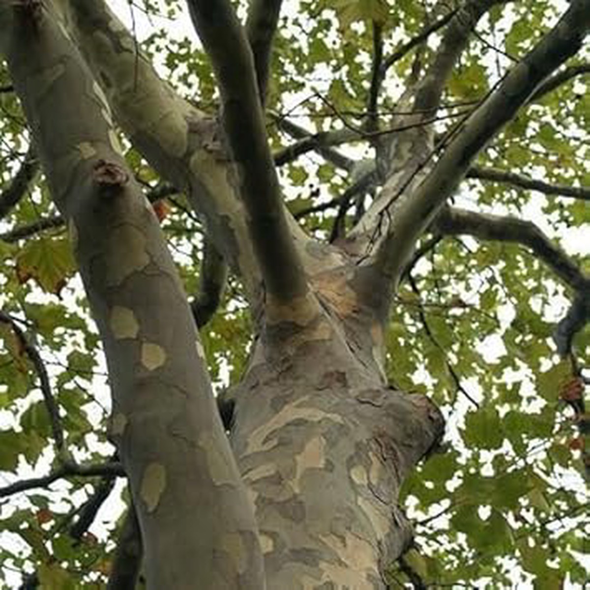 Green Acerifolia Tree - Heirloom, Non - Gmo Seeds