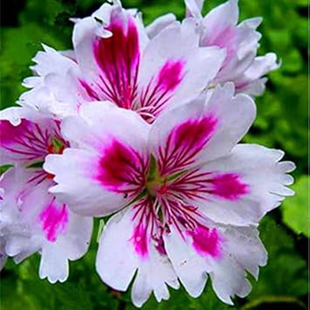 Pelargonium White Mix Seeds Organic, Heirloom, Non-GMO, High Germination Seeds for Planting
