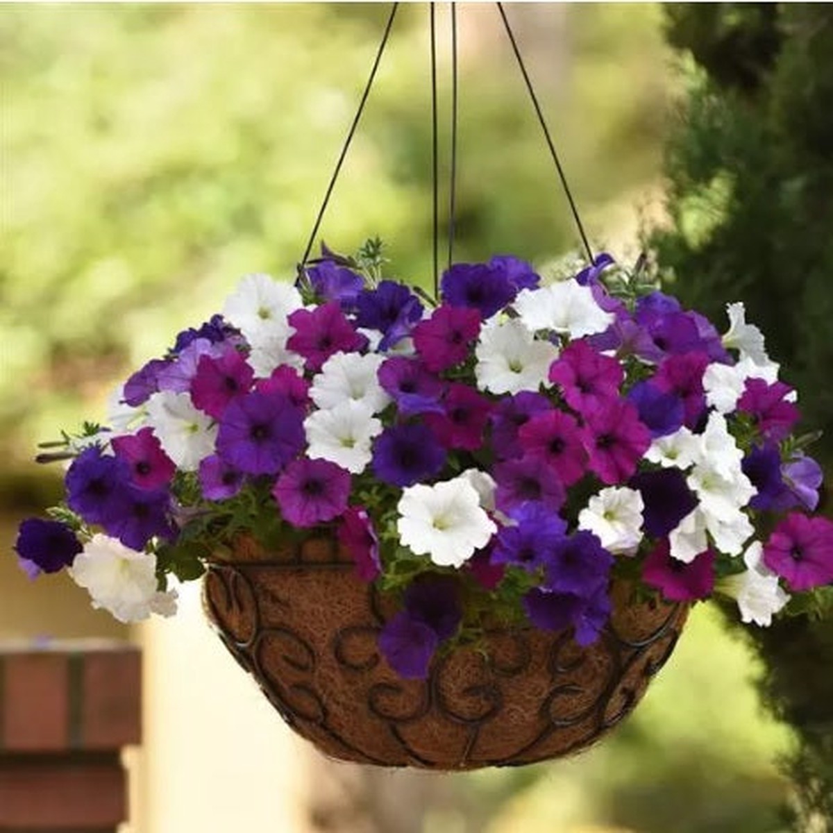 Petunia Easy Wave Spreading Petunia Imported Pelleted Heirloom, Non-GMO, High Germination Organic Garden Seeds