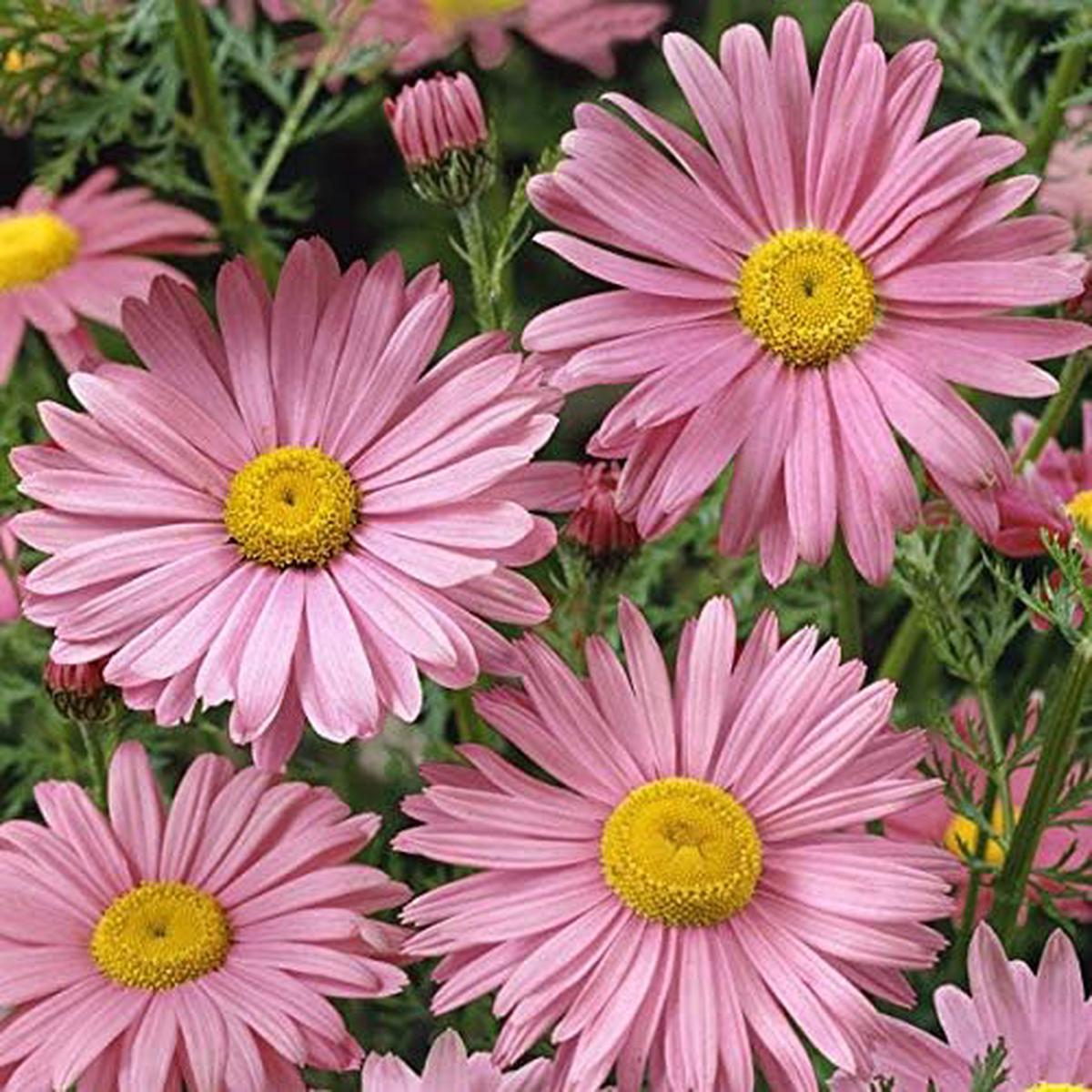 Pink Chrysanthemum Seeds Heirloom, Non-GMO, High Germination Organic Garden Seeds
