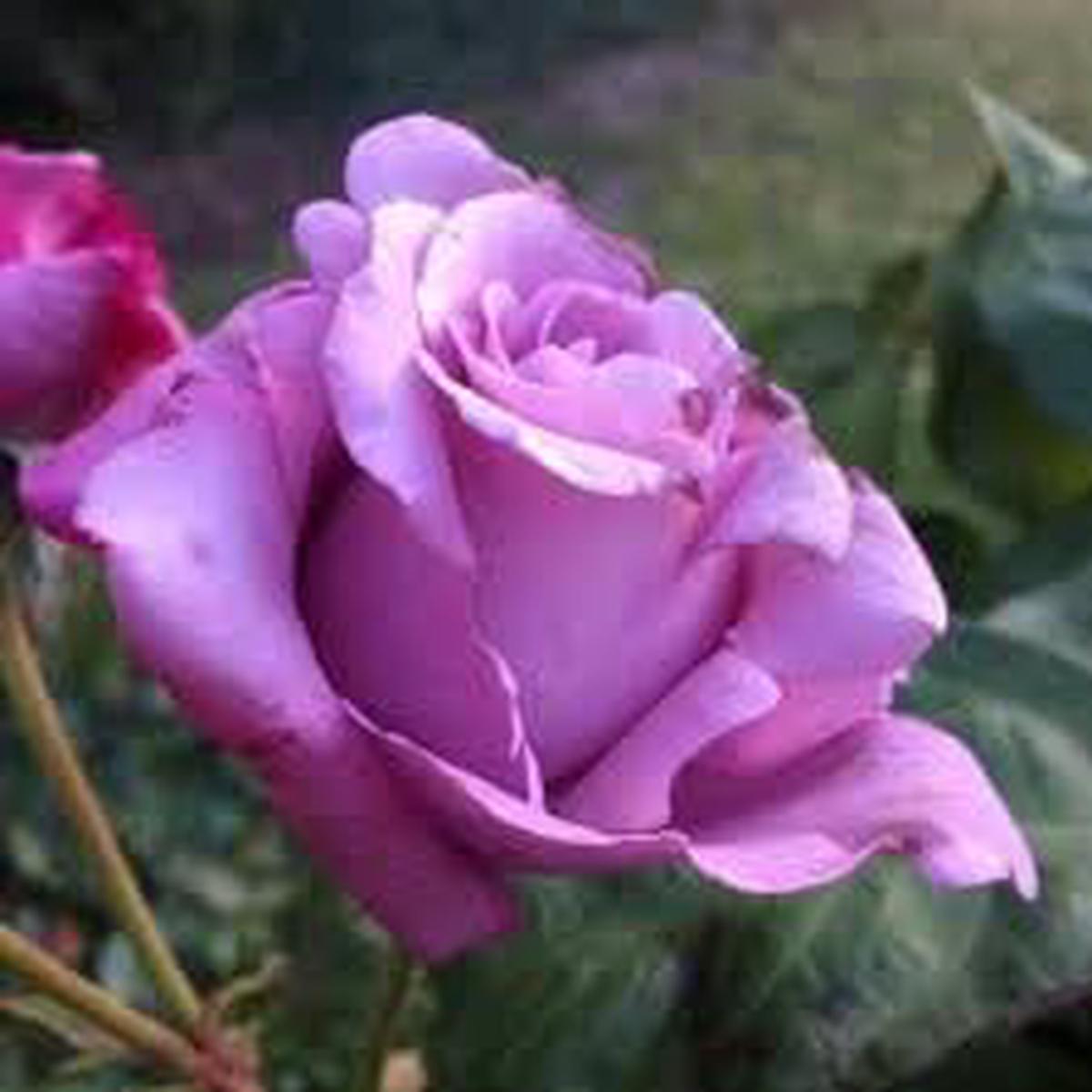 Sterling Silver Rose Seeds for Planting Heirloom, Non-GMO Flower Garden Seeds