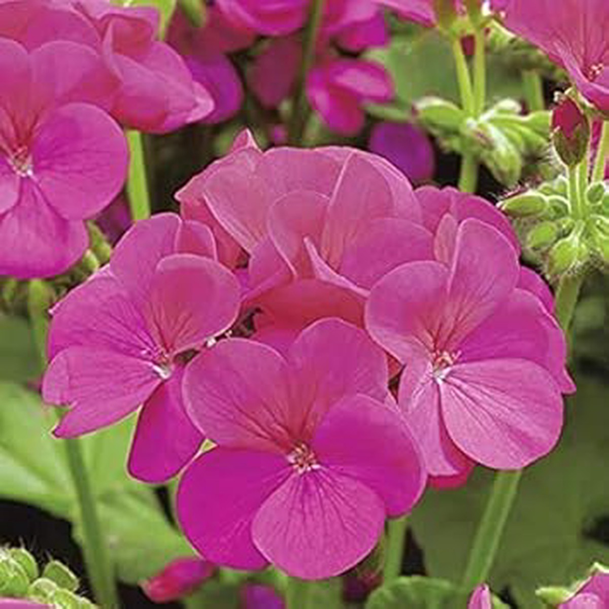 Violet Geranium Flower Seeds for Planting Heirloom Non-GMO High Germination Organic Garden Seeds