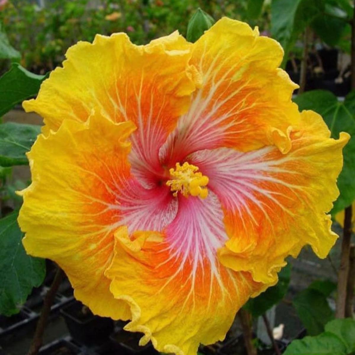 Yellow-Orange Hibiscus (Hibiscus rosa-sinensis) Flower Seeds for Planting Heirloom, Non-GMO, Tropical, Perennial