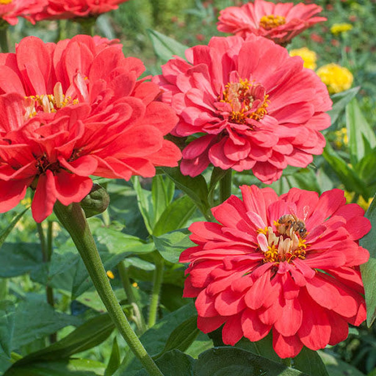 Zinnia Benary Giant Flower Seeds Vibrant Colors, Heirloom, Non-GMO, High Germination Organic Garden Seeds