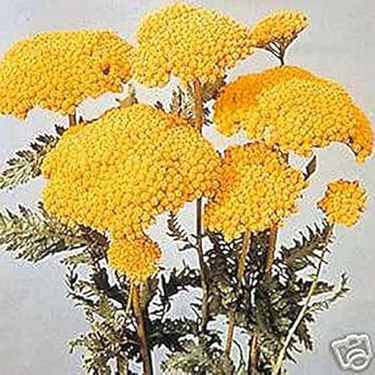 Yellow Yarrow Flower seeds for Planting - Seasonal Bloomer, Heirloom & GMO Free Seeds for Home Garden