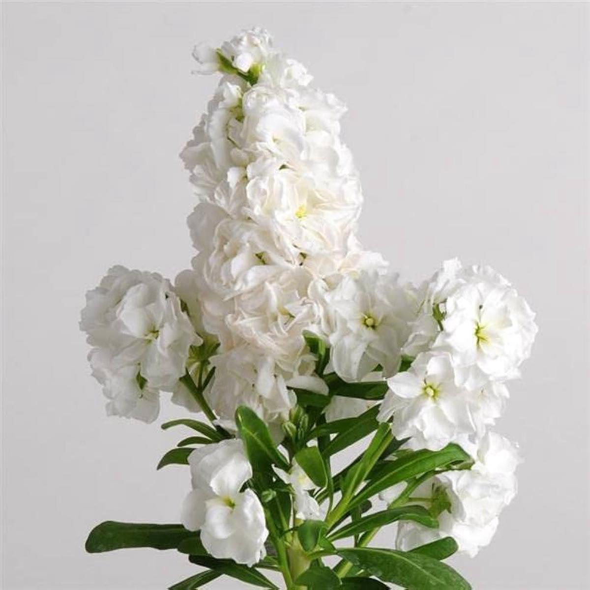 Abend Duft Stock Karmesinrot Seeds  Fragrant Crimson Night-Scented Flowers